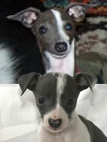 Mobley & Kasia, About Time Italian Greyhound Siblings!